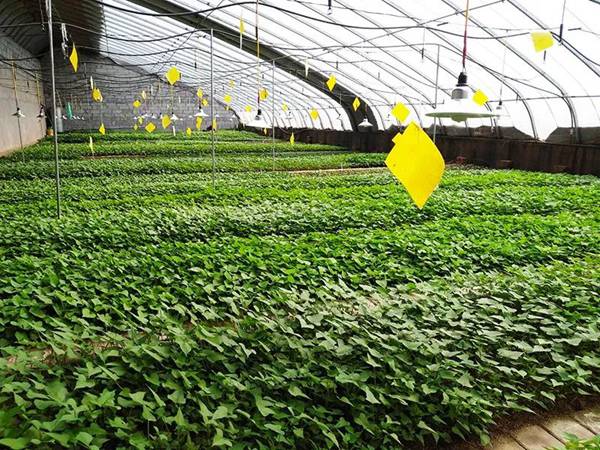 ׯ�к���Ϸ(�й�)�ɷ����޹�˾-����