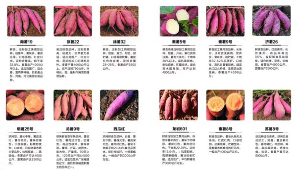 ׯ�к���Ϸ(�й�)�ɷ����޹�˾-����