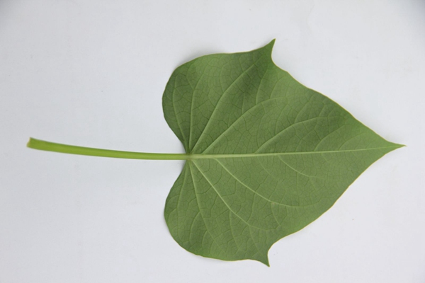 ׯ�к���Ϸ(�й�)�ɷ����޹�˾-����