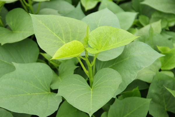 ׯ�к���Ϸ(�й�)�ɷ����޹�˾-����