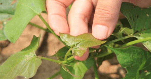 ׯ�к���Ϸ(�й�)�ɷ����޹�˾-����