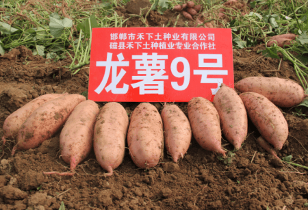 ׯ�к���Ϸ(�й�)�ɷ����޹�˾-����