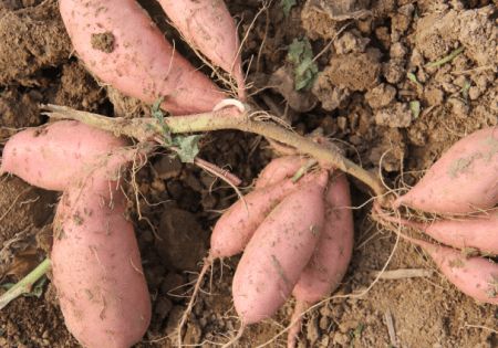 ׯ�к���Ϸ(�й�)�ɷ����޹�˾-����