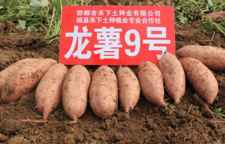 ׯ�к���Ϸ(�й�)�ɷ����޹�˾-����