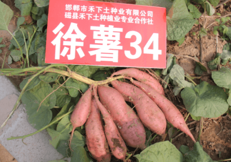 ׯ�к���Ϸ(�й�)�ɷ����޹�˾-����