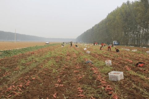 ׯ�к���Ϸ(�й�)�ɷ����޹�˾-����