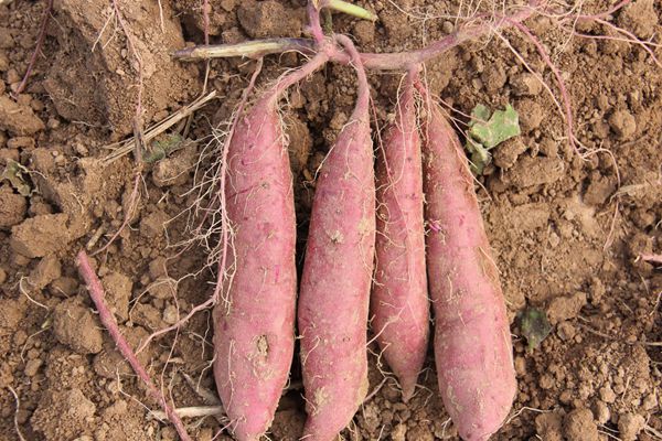 ׯ�к���Ϸ(�й�)�ɷ����޹�˾-����