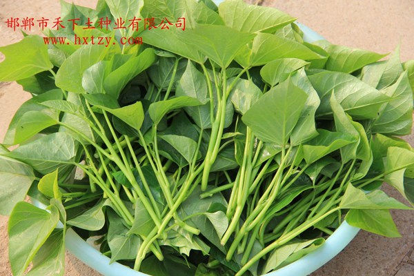 ׯ�к���Ϸ(�й�)�ɷ����޹�˾-����