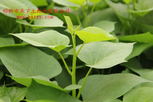 ׯ�к���Ϸ(�й�)�ɷ����޹�˾-����