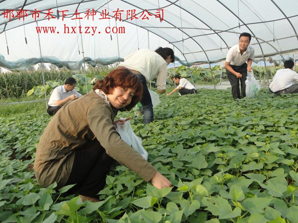 ׯ�к���Ϸ(�й�)�ɷ����޹�˾-����