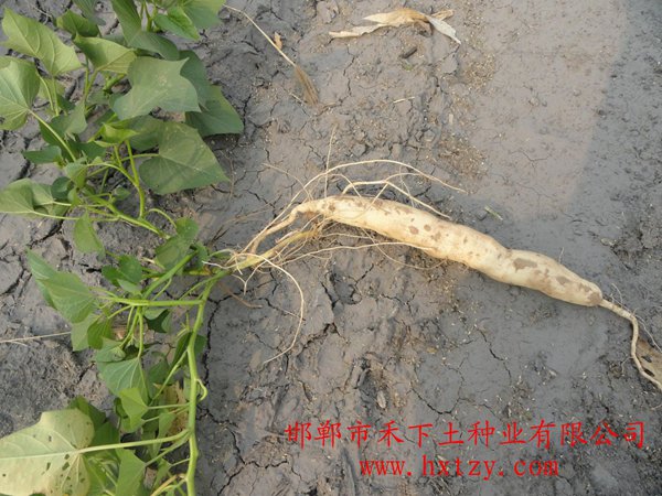 ׯ�к���Ϸ(�й�)�ɷ����޹�˾-����