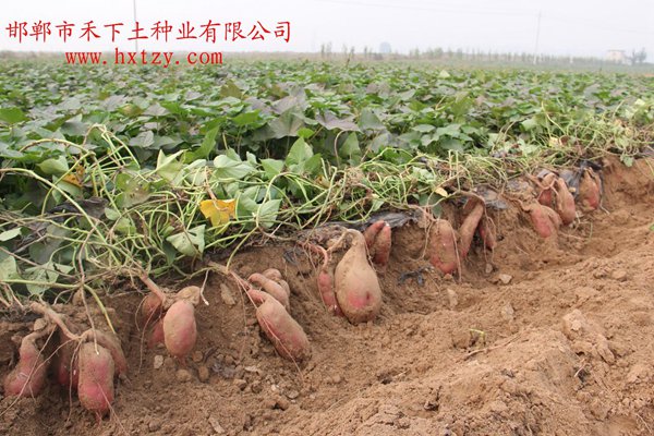 ׯ�к���Ϸ(�й�)�ɷ����޹�˾-����