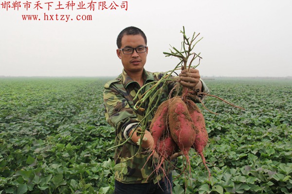 ׯ�к���Ϸ(�й�)�ɷ����޹�˾-����