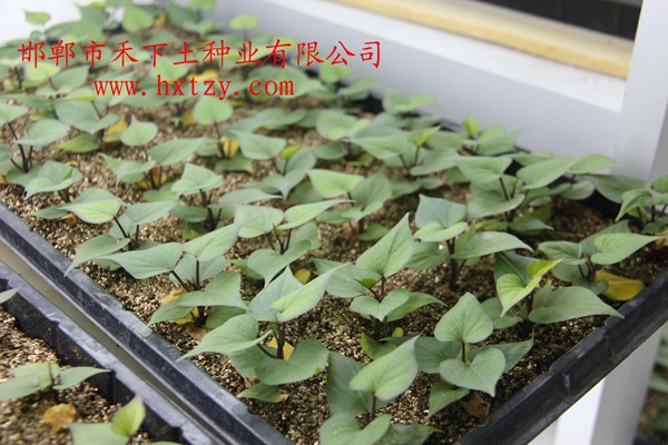 ׯ�к���Ϸ(�й�)�ɷ����޹�˾-����