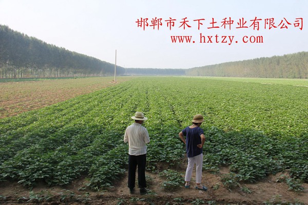 ׯ�к���Ϸ(�й�)�ɷ����޹�˾-����