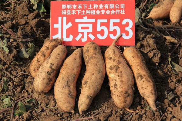 ׯ�к���Ϸ(�й�)�ɷ����޹�˾-����