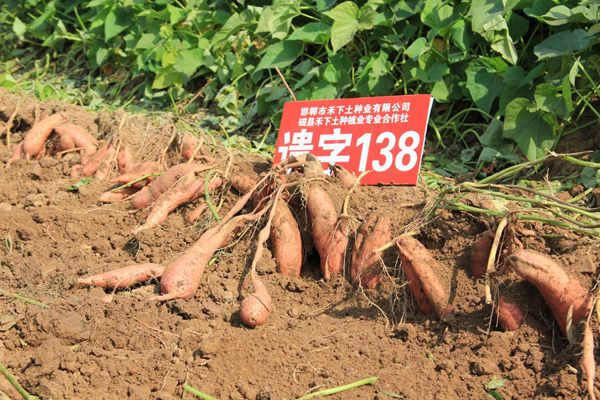 ׯ�к���Ϸ(�й�)�ɷ����޹�˾-����