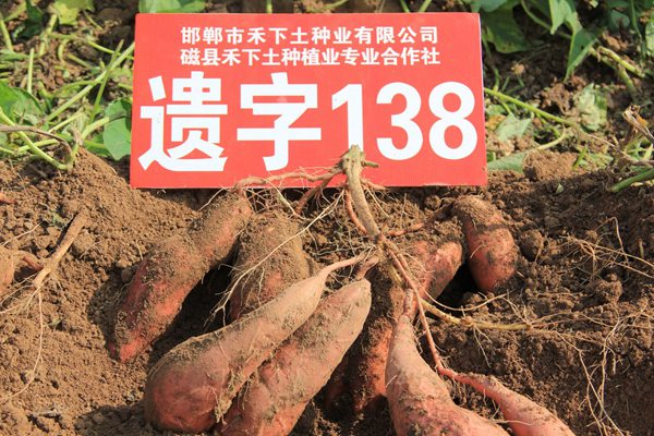 ׯ�к���Ϸ(�й�)�ɷ����޹�˾-����