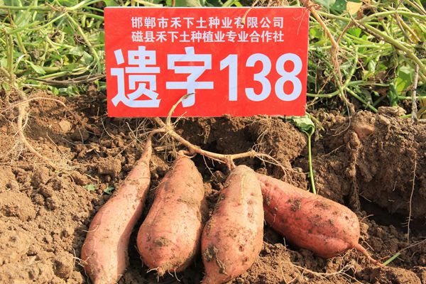 ׯ�к���Ϸ(�й�)�ɷ����޹�˾-����