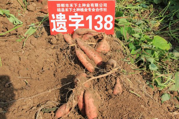 ׯ�к���Ϸ(�й�)�ɷ����޹�˾-����