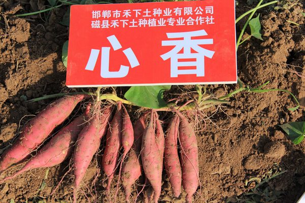 ׯ�к���Ϸ(�й�)�ɷ����޹�˾-����