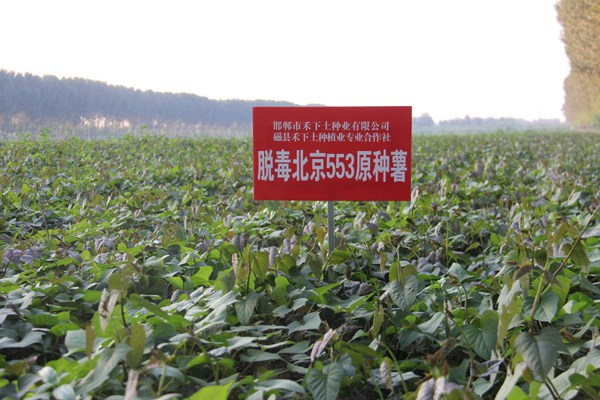 ׯ�к���Ϸ(�й�)�ɷ����޹�˾-����