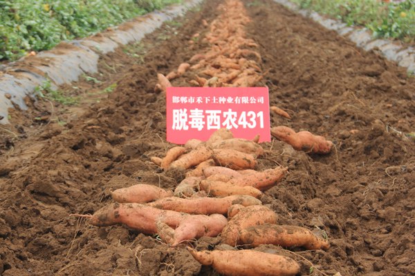 ׯ�к���Ϸ(�й�)�ɷ����޹�˾-����