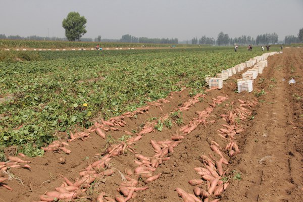 ׯ�к���Ϸ(�й�)�ɷ����޹�˾-����