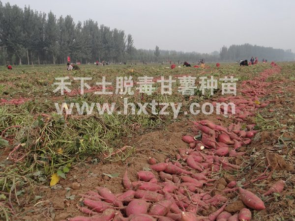 ׯ�к���Ϸ(�й�)�ɷ����޹�˾-����