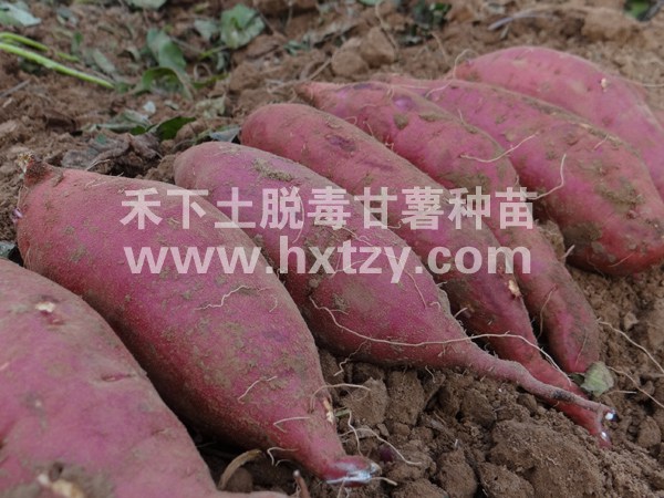 ׯ�к���Ϸ(�й�)�ɷ����޹�˾-����