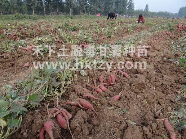 ׯ�к���Ϸ(�й�)�ɷ����޹�˾-����