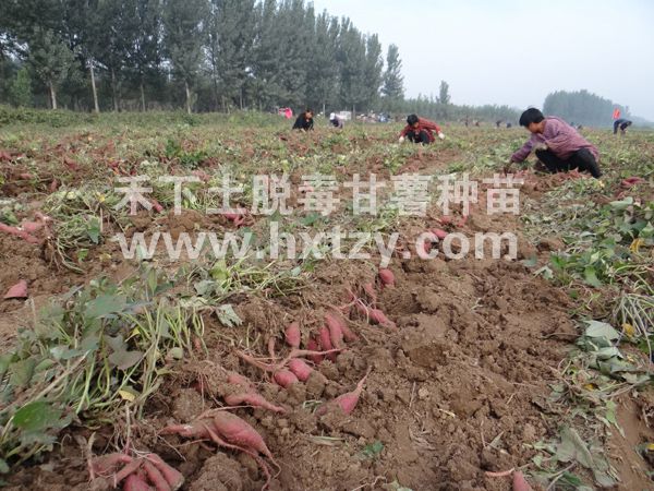 ׯ�к���Ϸ(�й�)�ɷ����޹�˾-����