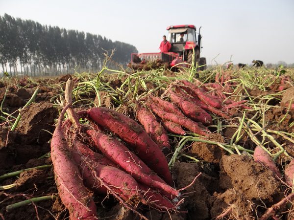 ׯ�к���Ϸ(�й�)�ɷ����޹�˾-����