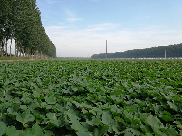 ׯ�к���Ϸ(�й�)�ɷ����޹�˾-����