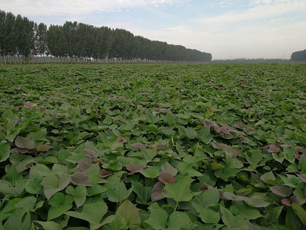 ׯ�к���Ϸ(�й�)�ɷ����޹�˾-����