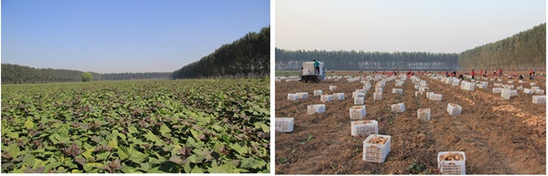 ׯ�к���Ϸ(�й�)�ɷ����޹�˾-����