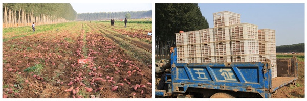 ׯ�к���Ϸ(�й�)�ɷ����޹�˾-����