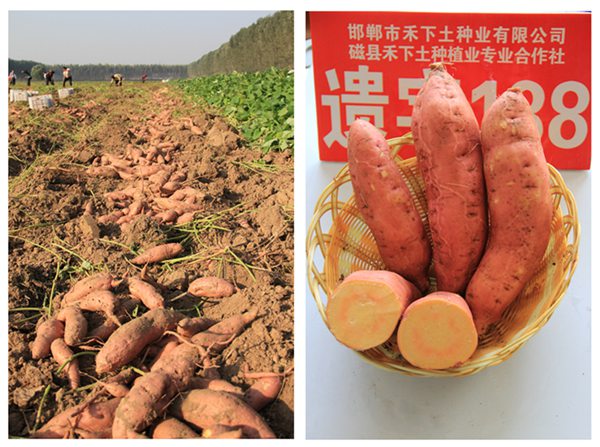 ׯ�к���Ϸ(�й�)�ɷ����޹�˾-����