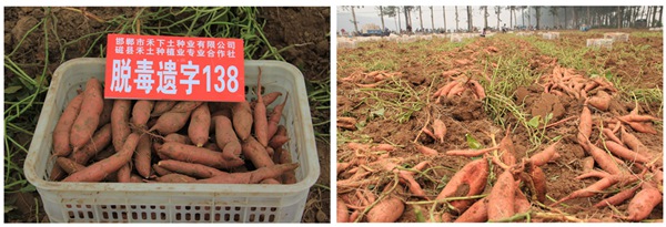 ׯ�к���Ϸ(�й�)�ɷ����޹�˾-����