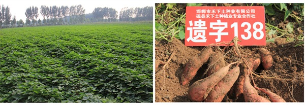 ׯ�к���Ϸ(�й�)�ɷ����޹�˾-����