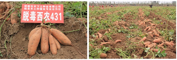 ׯ�к���Ϸ(�й�)�ɷ����޹�˾-����