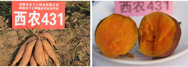 ׯ�к���Ϸ(�й�)�ɷ����޹�˾-����