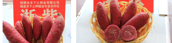 ׯ�к���Ϸ(�й�)�ɷ����޹�˾-����