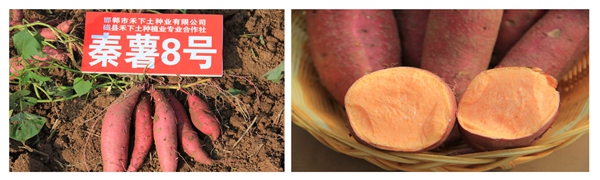 ׯ�к���Ϸ(�й�)�ɷ����޹�˾-����