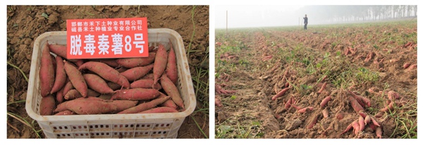 ׯ�к���Ϸ(�й�)�ɷ����޹�˾-����