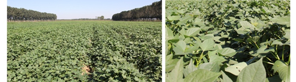 ׯ�к���Ϸ(�й�)�ɷ����޹�˾-����