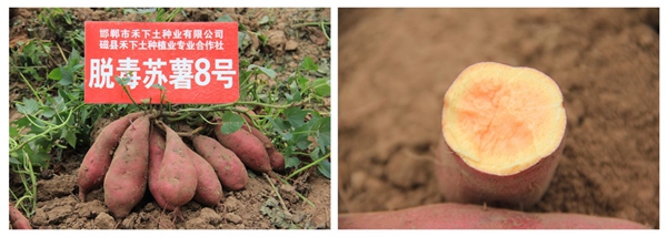 ׯ�к���Ϸ(�й�)�ɷ����޹�˾-����