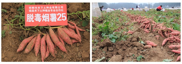 ׯÏкÍÓÎÏ·(Öйú)¹É·ÝÓÐÏÞ¹«Ë¾-¹ÙÍø