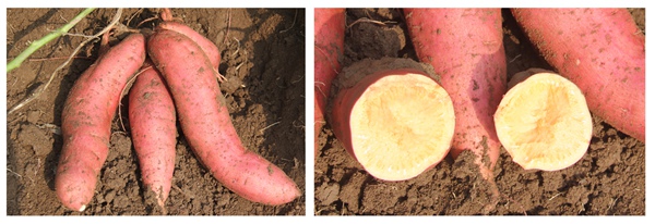 ׯ�к���Ϸ(�й�)�ɷ����޹�˾-����