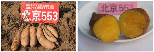 ׯ�к���Ϸ(�й�)�ɷ����޹�˾-����